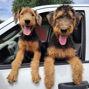 Meet your Posher, Beba's Mom!